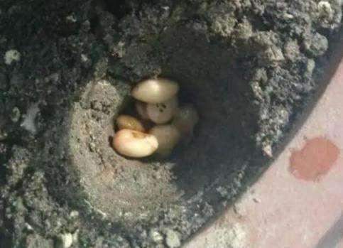 君子兰长得慢、不开花2种肥扔盆里，注意几点，轻松开爆盆