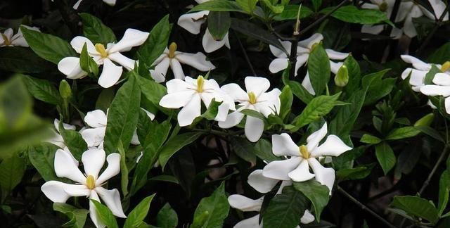 栀子花不开花、养不活不是花难养,而是方法错了