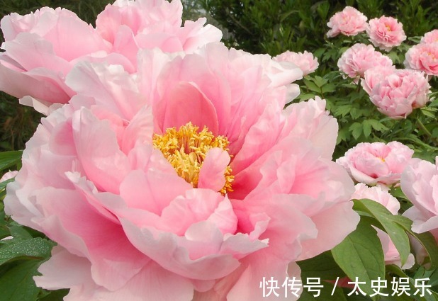 家里总是会有异味产生,试试这些盆栽养在家里,香气浓郁