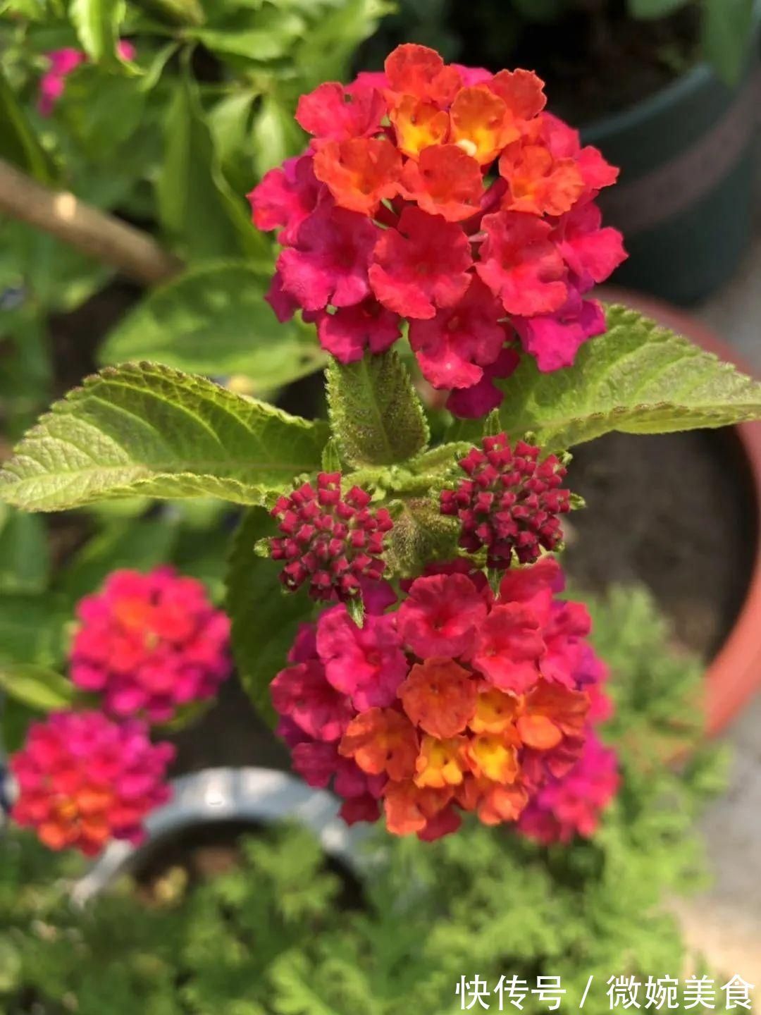 显摆一下我的家丨花开香满院,爱花人在自家庭院建小花园