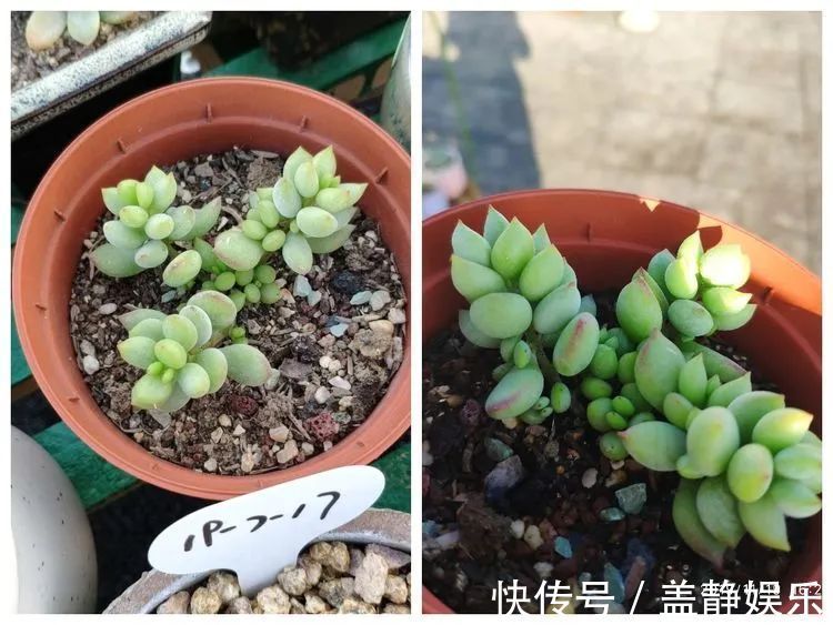 多肉是戒不掉的瘾！多肉小白入坑一年小记！