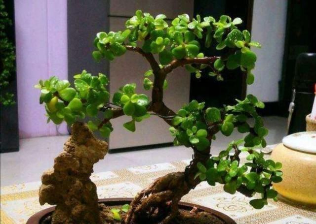 养金枝玉叶,怎样修剪、整形,才能把它打造成更美观的盆景