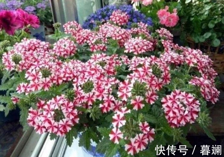 养花就养这几款,全年开花不停,鲜艳夺目,花朵美艳迷人