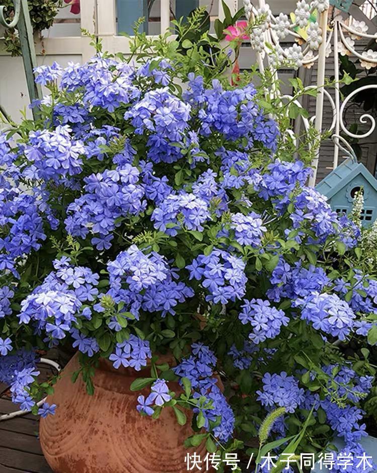 夏季|大热天什么花最耐开?此三种花“天天爆花”,开成花海