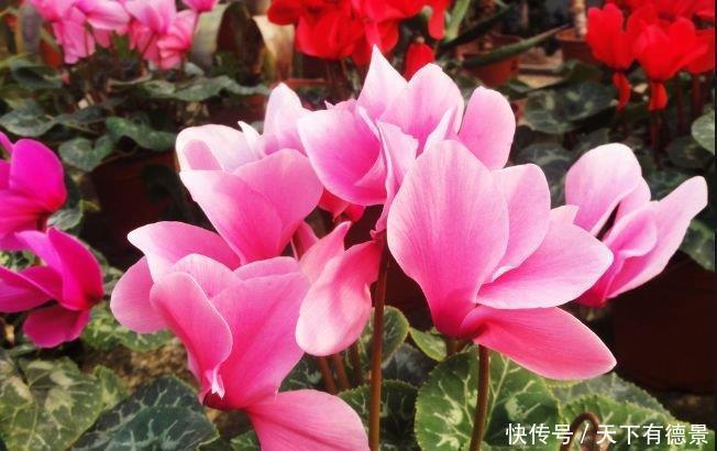 花芽|4种花是“爆盆能手”，好养易活，沾土就活，开花又大又艳