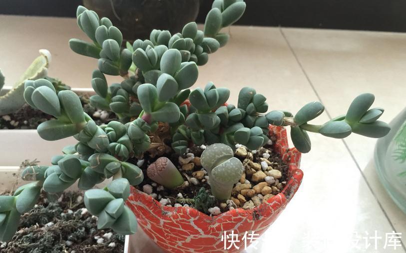 养多肉,什么情况下该控水,什么时候不行?