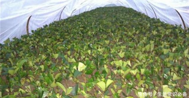 桂花树最适宜采用这两种方法繁殖,易操作,成活率高!