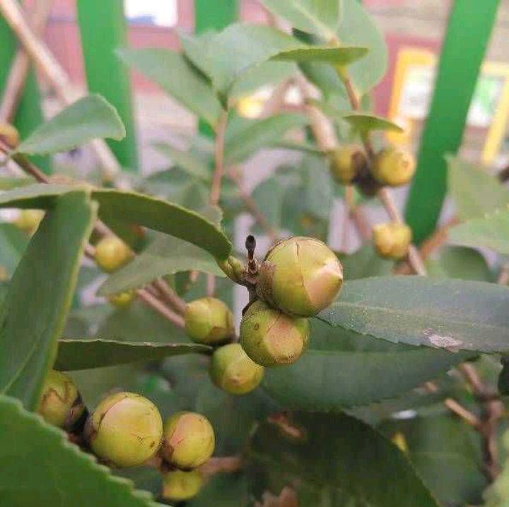 花苞|怎样才能让茶花多开花？做到3个技巧，防止花蕾掉落，花开不停