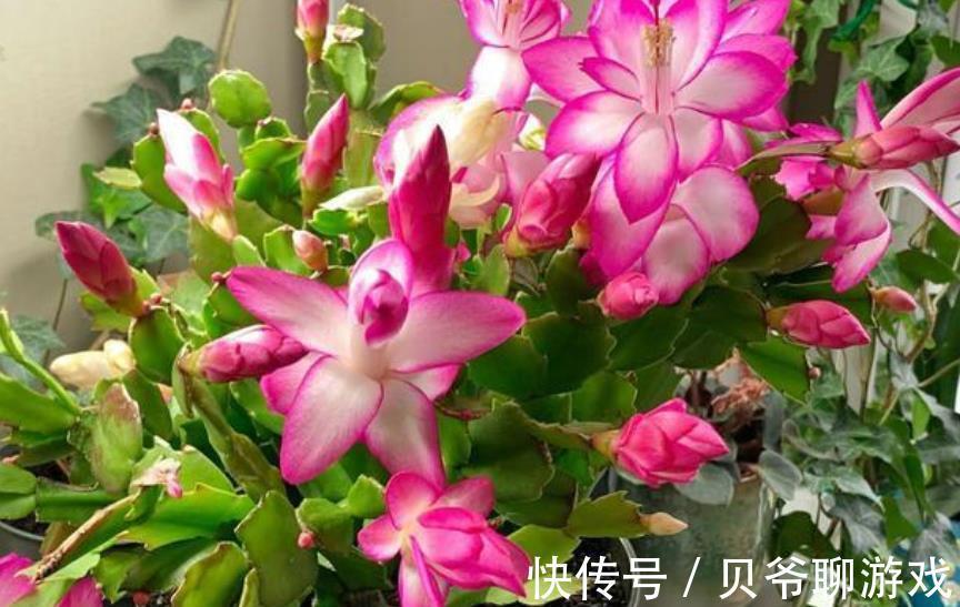 植株|11月养蟹爪兰，花盆里掺点“小东西”，叶片坚挺如钢，能开花不断