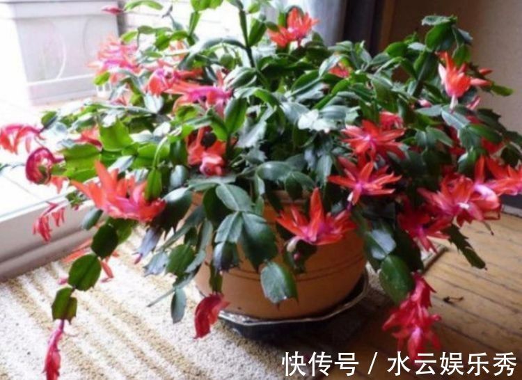 蟹爪兰花|寓意超好的旺运花,吉祥又喜庆,年年开花美翻