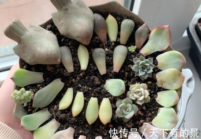 养多肉厌倦了不停地买?那内部挖潜自己叶插吧!秋天正是最佳时机