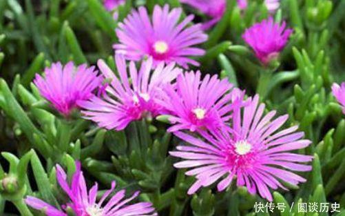 4种花很好养,耐热耐晒更耐旱,株型美观大气,非常优雅