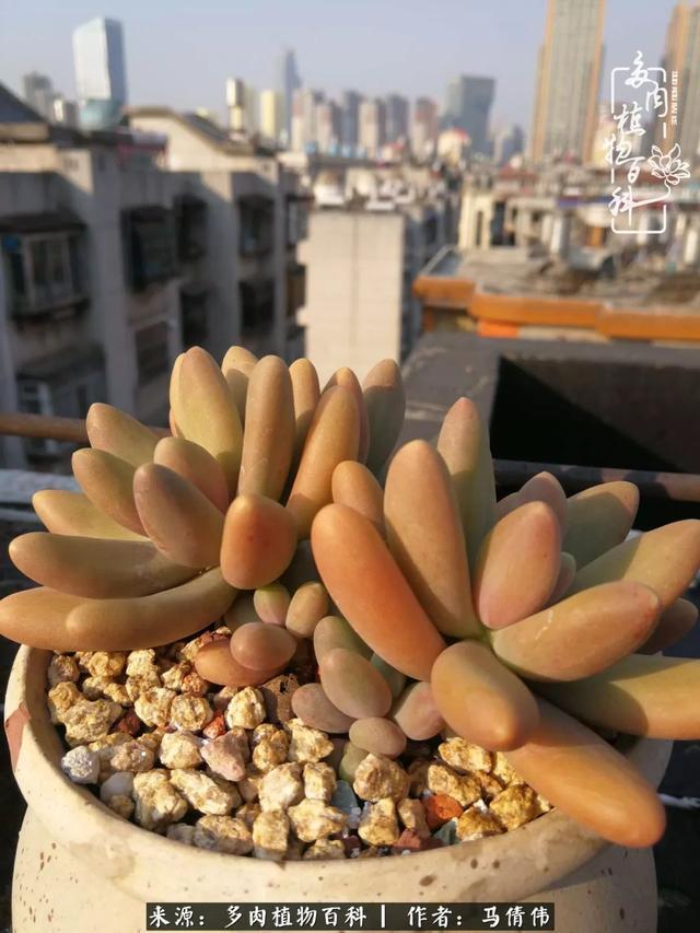 养多肉如同种下希望，因为美丽总在下一个季节！