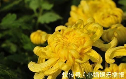 罗含宅里香@李商隐的一首《菊花》,通篇处处引经据典,但是写得很是有韵味