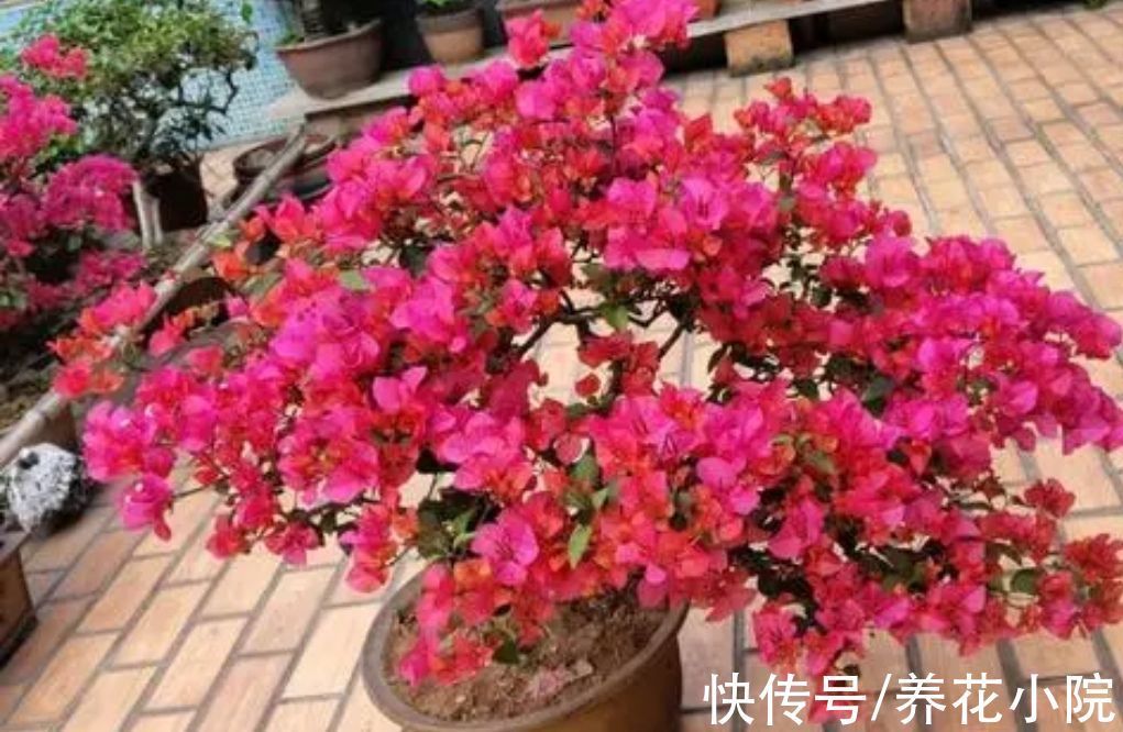 环境温度|家中温度“太低”,5种花要“干养”,才有利于安全越冬