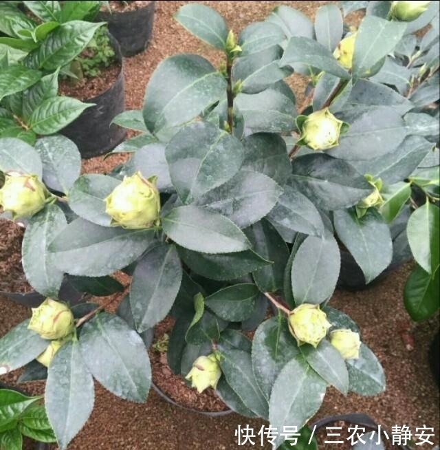 茶花|茶花进入秋季后养护管理很重要, 直接影响到开花质量