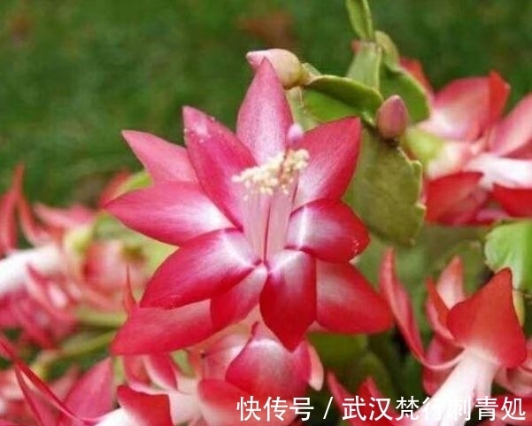 国兰|居家就养此款花卉,不闻不问,花开爆盆美如花,值得拥有