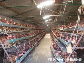 鸡蛋|早晨吃鸡蛋,要避开这三个误区,长期吃错危害大