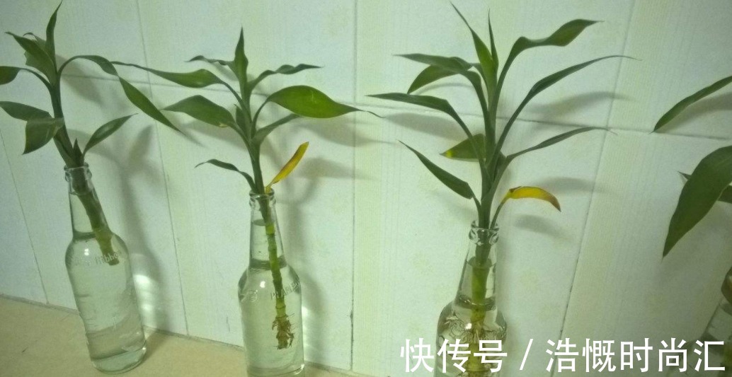 富贵竹水培爱黄叶，用了不少办法都难改善，不如试试它