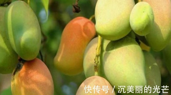 芒果|女性不想被喊黄脸婆,此水果三天吃一个,皱纹不见了,皮肤水嫩嫩