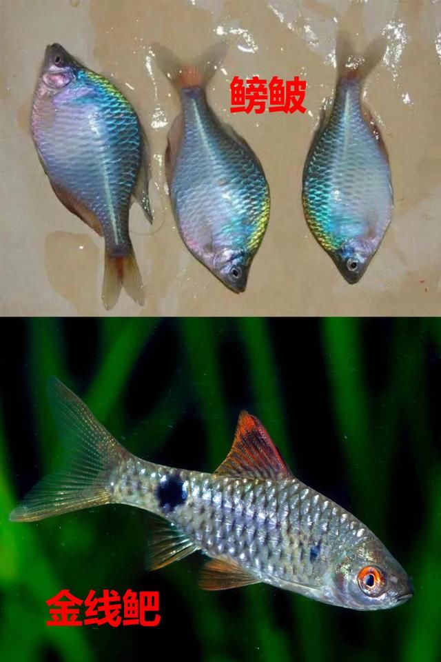 蓑笠哥|九成钓友都会把这几种鱼认错，和牢底坐穿鱼搞混就麻烦了