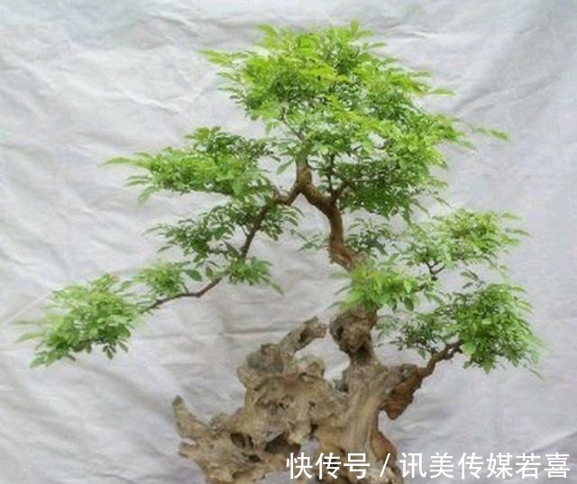 枝干|黄荆盆景一直不旺，啥原因？怎样才能解决？