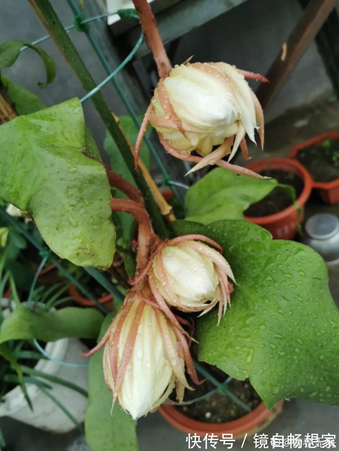 这花真稀罕,刚开花就被掐光了,花钱未必买得到!