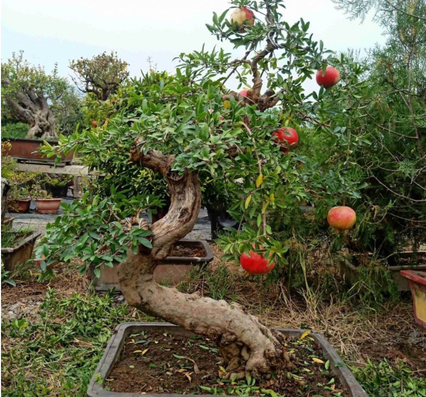 主干|盆栽石榴模样土?少了修剪这一步,咔嚓咔嚓,高大上