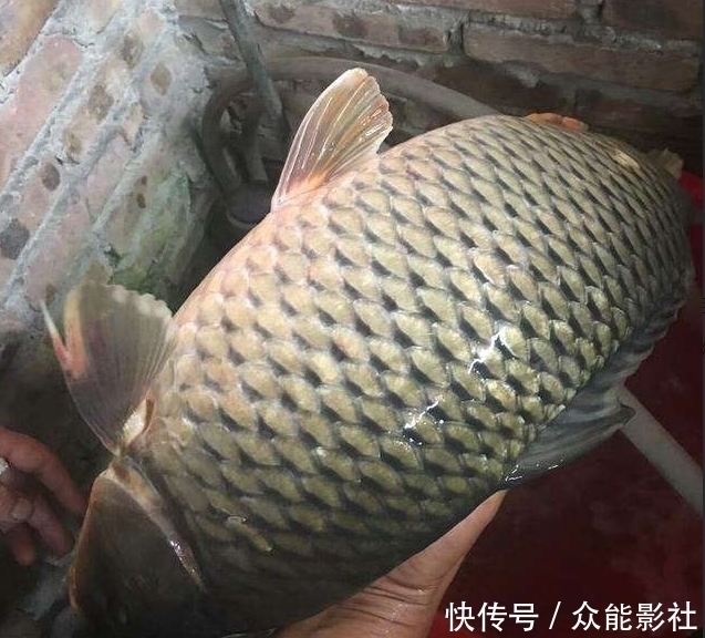 垃圾桶|丈夫去逮鱼,却意外抓了一盆虾,妻子刚想下锅,直接丢进垃圾桶