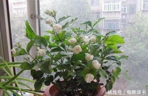 有4种花,最爱抽油烟机的“废油”,挖个洞、倒一点,轻松爆盆!