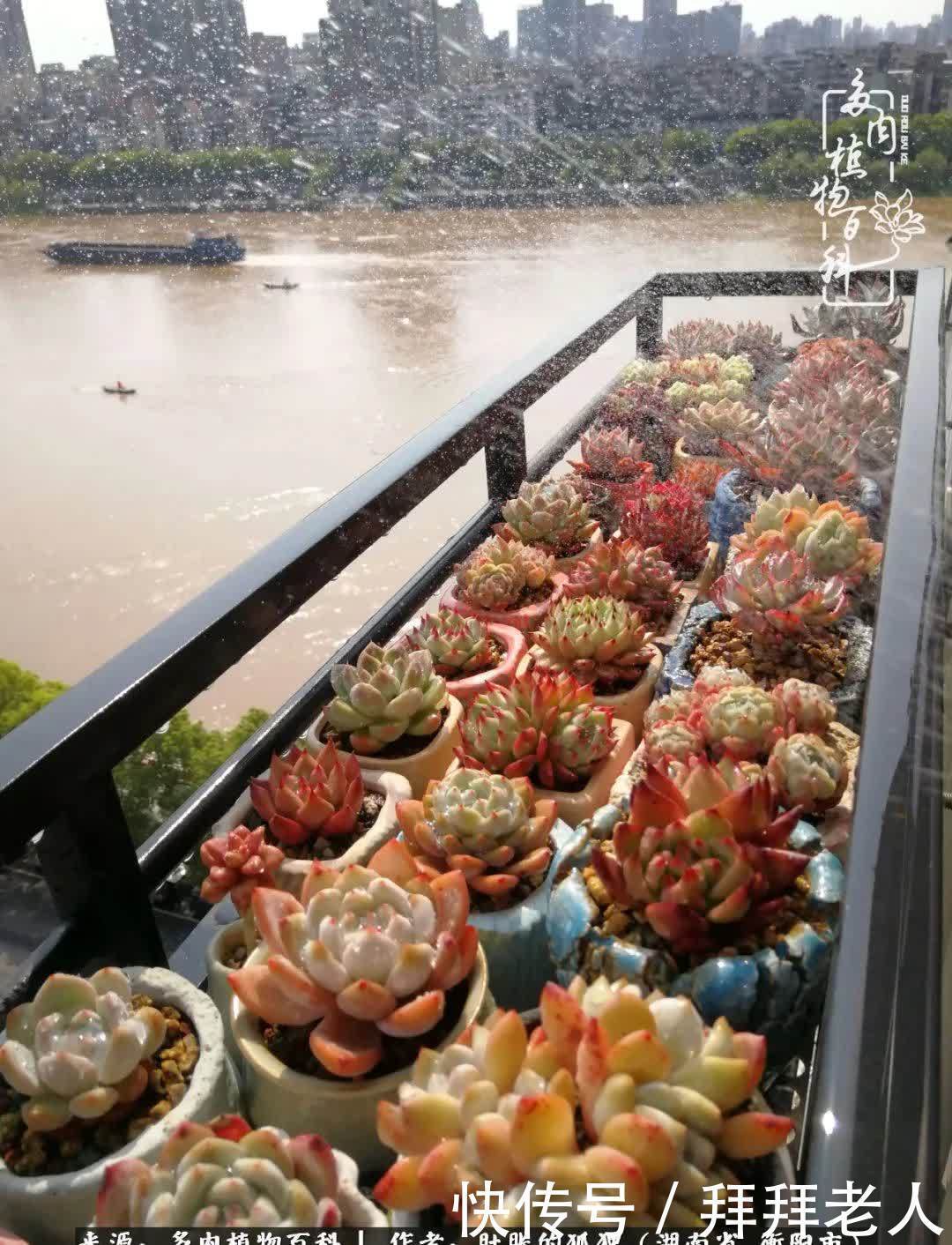 养多肉，我们到底养的是什么？