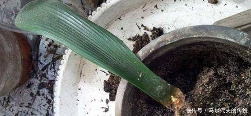 这3种“花”哪怕“半价”也别买,“折”一根枝,能养出一满盆!