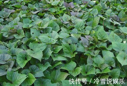 好处|立秋后,吃红薯叶好处多,但不要与一物同食,却有很多人不清楚!