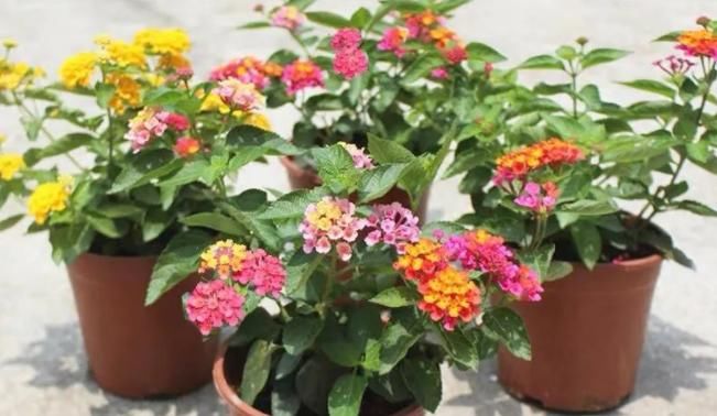 新人盆栽五色梅，轻松树立养花自信，管理还不容易出问题