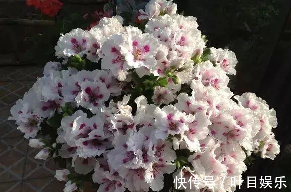 1种花太疯狂,花开300多天,剪根枝条插水里就活,当年就开花!