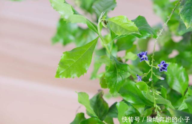 奶香小可爱蕾丝金露,味道迷人,街坊邻居都爱!