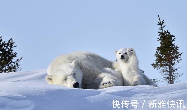 |搞笑野生动物摄影奖：从2015到2021年最全照片，看完只剩哈哈了