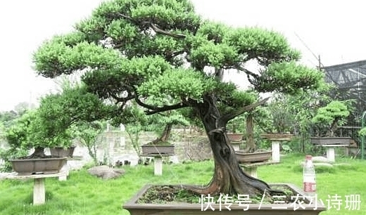 专家|农村常见的一种树桩, 一棵要3年才能定枝, 专家估计能卖到8000块