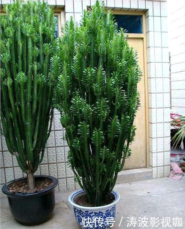 种花|常见的2种花,夏天多“切几刀”,才能呼呼冒“新芽”,翻倍的长