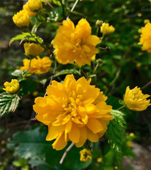 如果我有小院，一定养此3种“爬藤花”，2年时间开出一面花墙