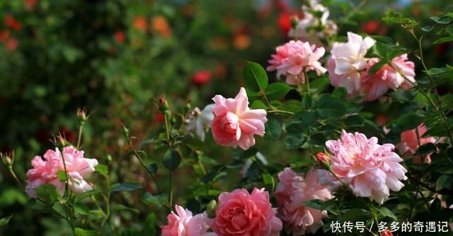 栀子花|老花农逛花市时,这五种花可不会购买,你看看你家有没有!