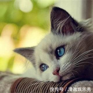 纯爱|起点大神菜猫的新书《酒店供应商》一章过整本封，网文又开始严打