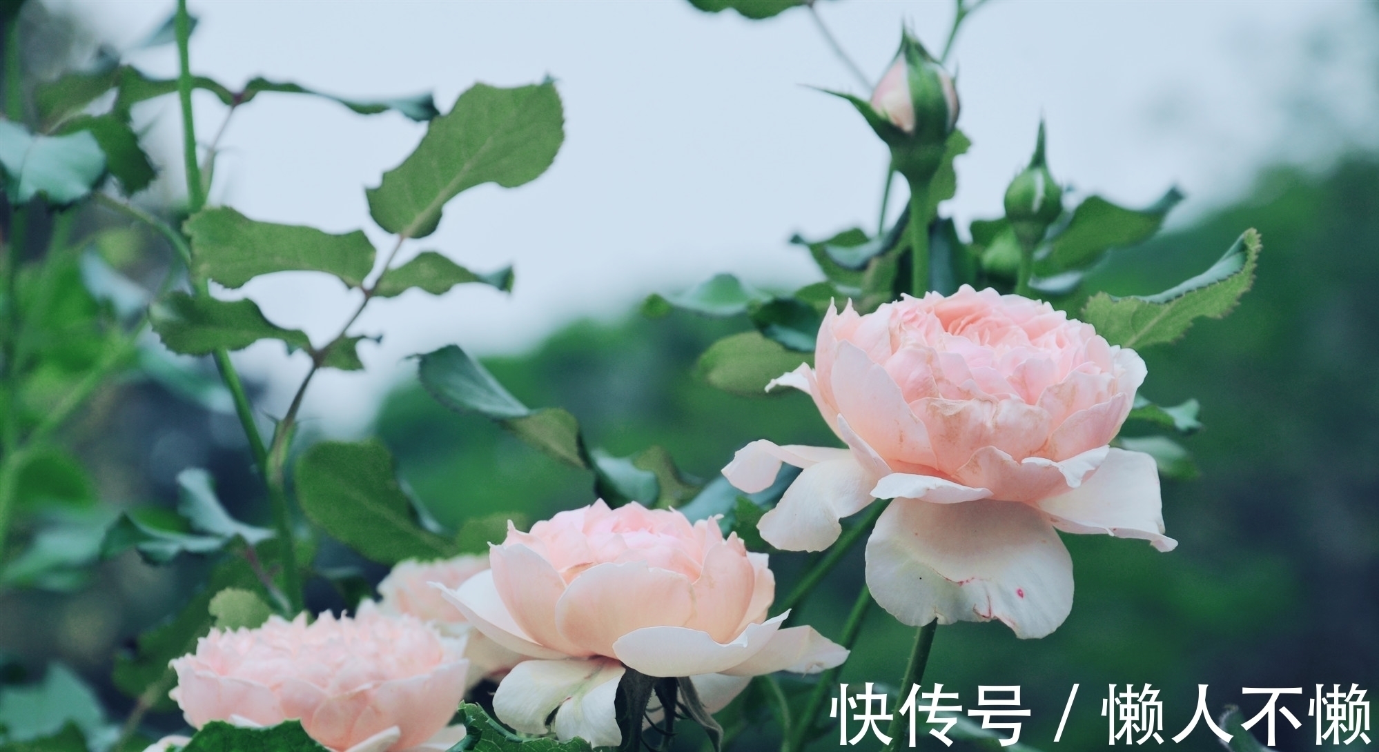 过雨荷花满院香#宁肯媚晚凉,清风匝地随,一抹烟雨红尘事,半盏清欢岁月情