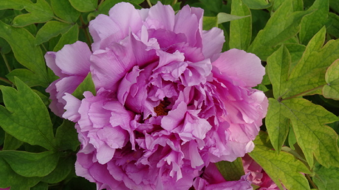 喜欢菊花，不如养盆“牡丹珍品”富贵满堂，国色天香，惊动京城！