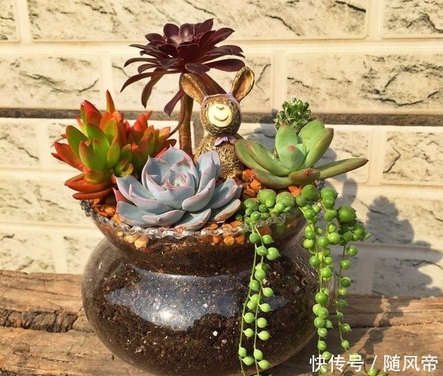 来自地狱的暗黑系多肉—黑法师,多肉中的黑玫瑰,普货中的战斗机