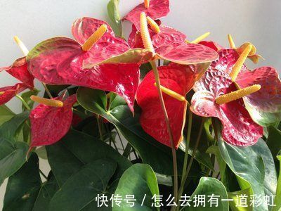 喜欢在家中养护花卉,就选择花期长,花色丰富,花色艳的5种花卉