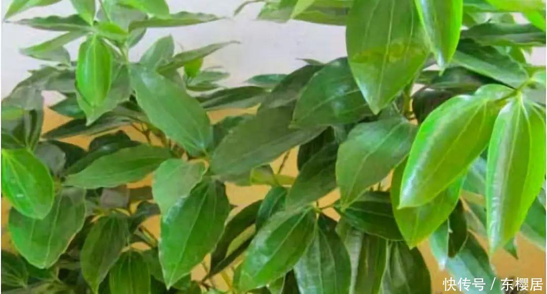 富贵竹、平安树叶子干枯发黄不用怕,教你几招轻松应对黄叶问题