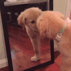 |搞笑GIF:看仔细了,我只教一遍,剩下的你们自己看着练