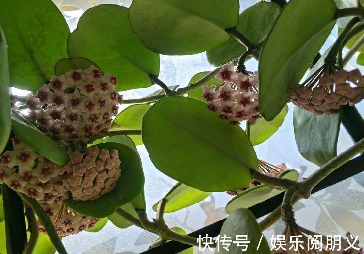 盆花草|家里养花，试试3种花，秀气唯美还好养，养几盆，四季赏花心情爽