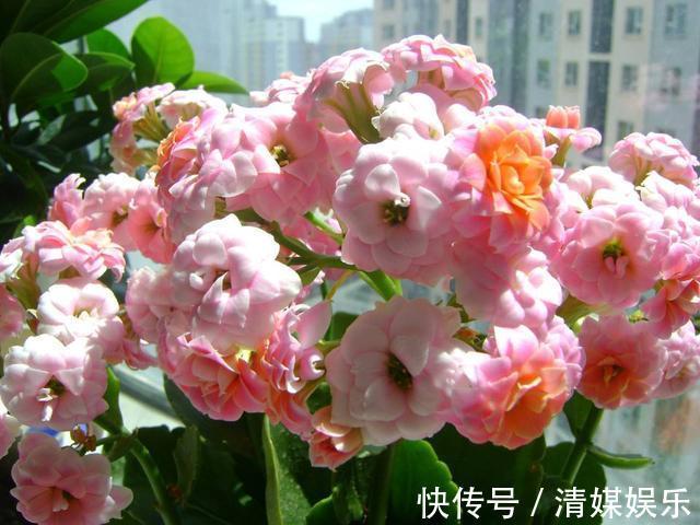 养长寿花,叶子开始发红,不精神,这2个“小动作”要注意!